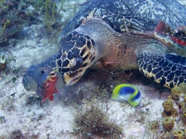 Hawksbill Sea Turtle and Buddies (Yellowcheek Wrasse Initial Phase)  IMG 4773